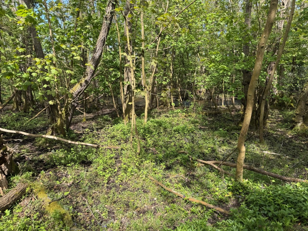 Lot: 86 - APPROX 1.75 HECTARES (4.3 ACRES) OF WOODLAND - Looking towards the River Dun